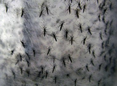 Mosquitos já transmitem 37 vírus no Brasil
