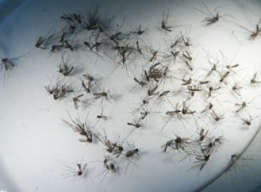 Zika é achado em sêmen 93 dias após infecção
