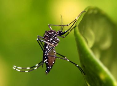 Após resultado positivo em SP, mosquito transgênico contra dengue será levado para MG