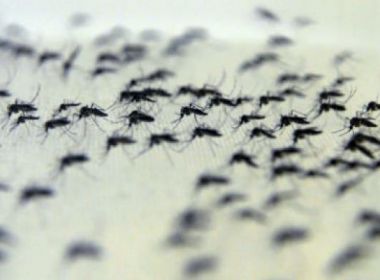 Doenças transmitidas pelo Aedes causaram prejuízo de mais de R$ 2 bilhões em 2016