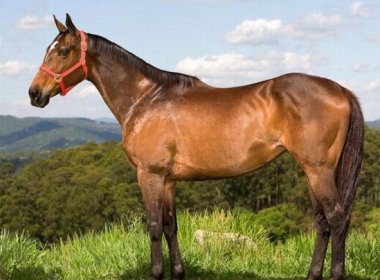 Serrinha: TAC obriga haras a garantir bem-estar a animais em corrida de cavalos