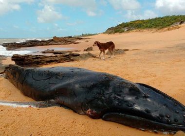 Porto Seguro: Sétima baleia Jubarte é encontrada morta 