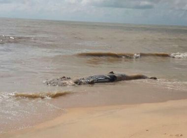 Prado: Filhote de jubarte é encontrado morto; Bahia já registra 41 encalhes em 2017