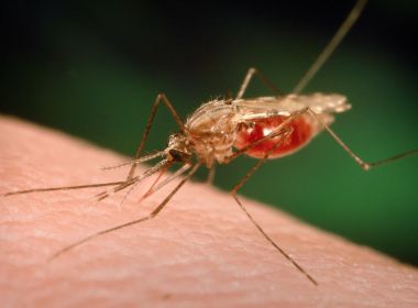 Wenceslau Guimarães registra 'surto localizado' de malária com 8 casos e 1 óbito