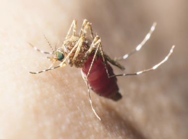 Malária tem 21 casos no sul do estado; número é maior que média anual de toda a Bahia 