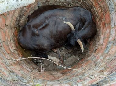 Alagoinhas: Vaca prenha cai em fossa de mais de três metros e é resgatada por bombeiros