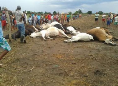 Mundo Novo: Raios matam 17 animais em três fazendas