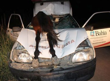 Medeiros Neto: Ambulância atropela cavalo que fica pendurado em para-brisa 