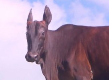 Conceição do Almeida: Animal chama atenção por ter corpo de bovino e cabeça de equino