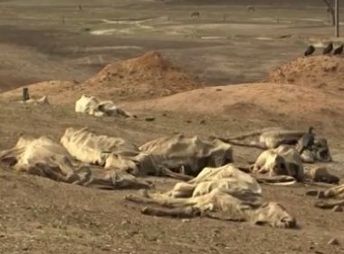 Itapetinga: Seca causa perda de 30 mil cabeças de gado e fazendas viram 'cemitérios'