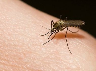 Surto de dengue em Cândido Sales é 22 vezes maior do que tolera a OMS