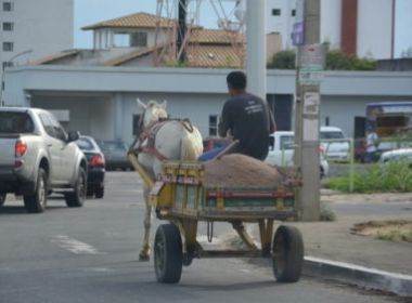 Conquista: Cavalos vão usar ‘fraldão’ para evitar fezes em vias públicas