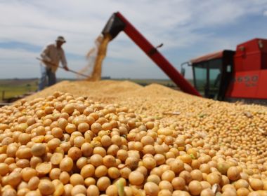 Safra baiana de grãos em maio cresce 38,4%, aponta IBGE