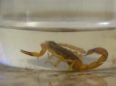 Escorpiões são encontrados em 43 bairros de Salvador; Boca da Mata lidera infestação