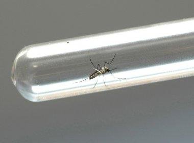 Laboratórios de todo o país distribuirão testes rápidos de dengue, zika e chikungunya