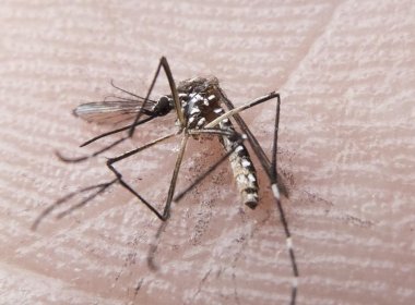 Brasil registra primeiras mortes por chikungunya; dois casos aconteceram na Bahia