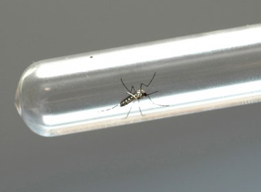 Fiocruz pesquisa uso de bactéria para combate à transmissão de Zika