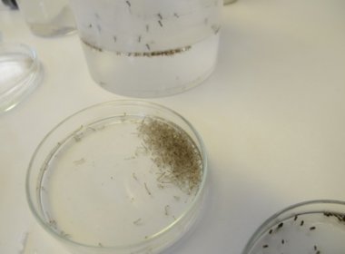 EUA investigam 14 casos de zika transmitida pelo sexo