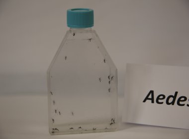 Saúde seleciona boas experiências de combate ao Aedes Aegypti