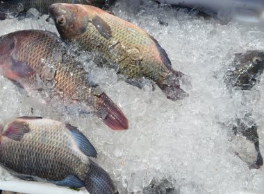 Semana Santa: Pescado será vendido com até 60% de desconto