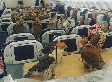 Príncipe saudita compra assentos para cerca de 80 falcões em voo comercial