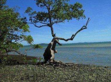 Galo protocola representação no MP contra lei que permite exploração da Ilha do Medo