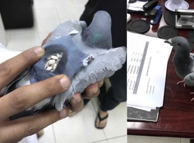 Pombo é flagrado transportando drogas em mochila no Kuwait