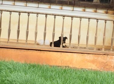 Moradores criticam abandono de cachorro em casa no Horto Florestal