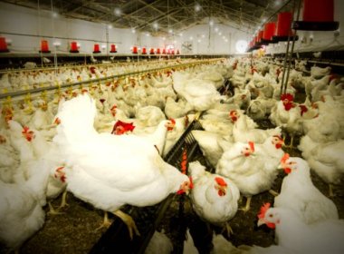 Nova mutação de vírus da gripe aviária mata mulher na China