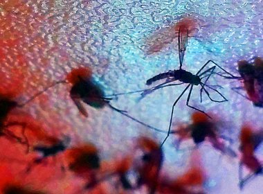 Em carta à OMS, cientistas pedem adiamento da Olimpíada por causa do vírus Zika