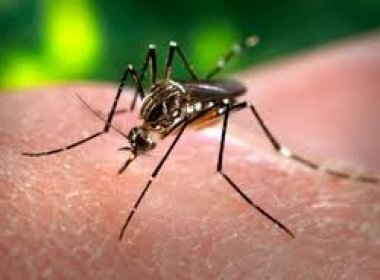 Flórida registra primeiros nascimentos de bebes com microcefalia causada pelo Zika