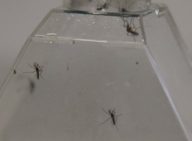 Cientistas identificam substâncias já existentes com potencial para tratamento do Zika
