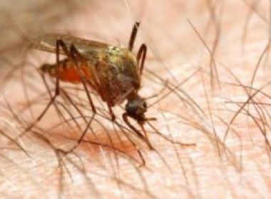 Para afastar mosquito da malária, cientistas planejam mudar 'sabor humano'; entenda