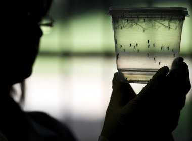 Pesquisa descobre redução de testículos e espermatozóides de ratos infectados com Zika