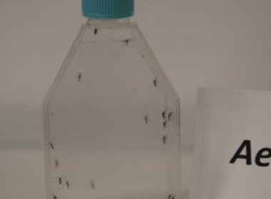 Combate ao Aedes é retomado pela Prefeitura em regiões prioritárias