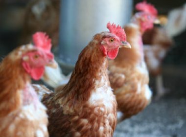Aves sacrificadas no Japão devido à gripe aviária já chegam a quase 1 milhão