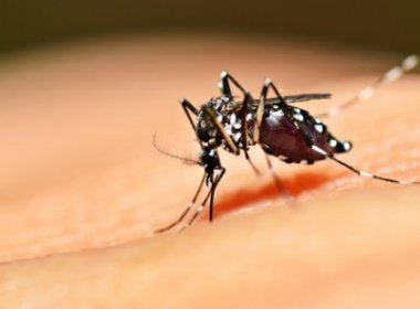 Pesquisadores descobrem mecanismo de replicação do vírus chikungunya