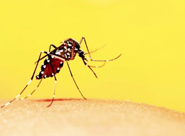 México expõe 1º caso de microcefalia causado pelo zika