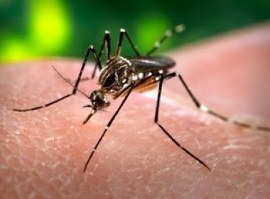 Vírus da zika chegou ao Brasil na Copa das Confederações de 2013, aponta estudo