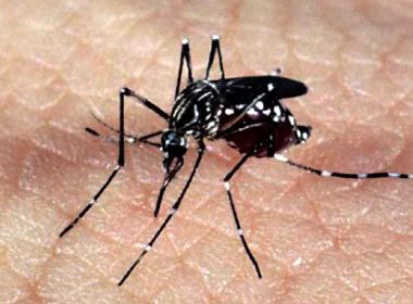 Casos de dengue disparam no Brasil, e reagente de testes se esgota