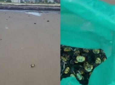 Ilhéus: Caranguejos aparecem em praias após fase de enchentes