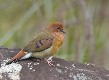Após 75 anos desaparecida, espécie de ave rara é redescoberta no Brasil