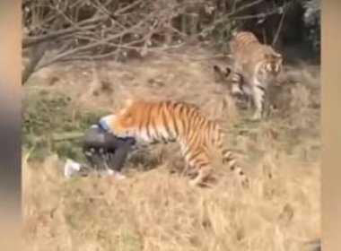 Homem é morto depois de entrar em jaula de tigre em zoológico; veja vídeo