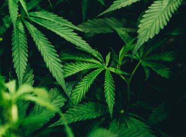 Estudo mostra que compostos da Cannabis podem prevenir a Covid-19